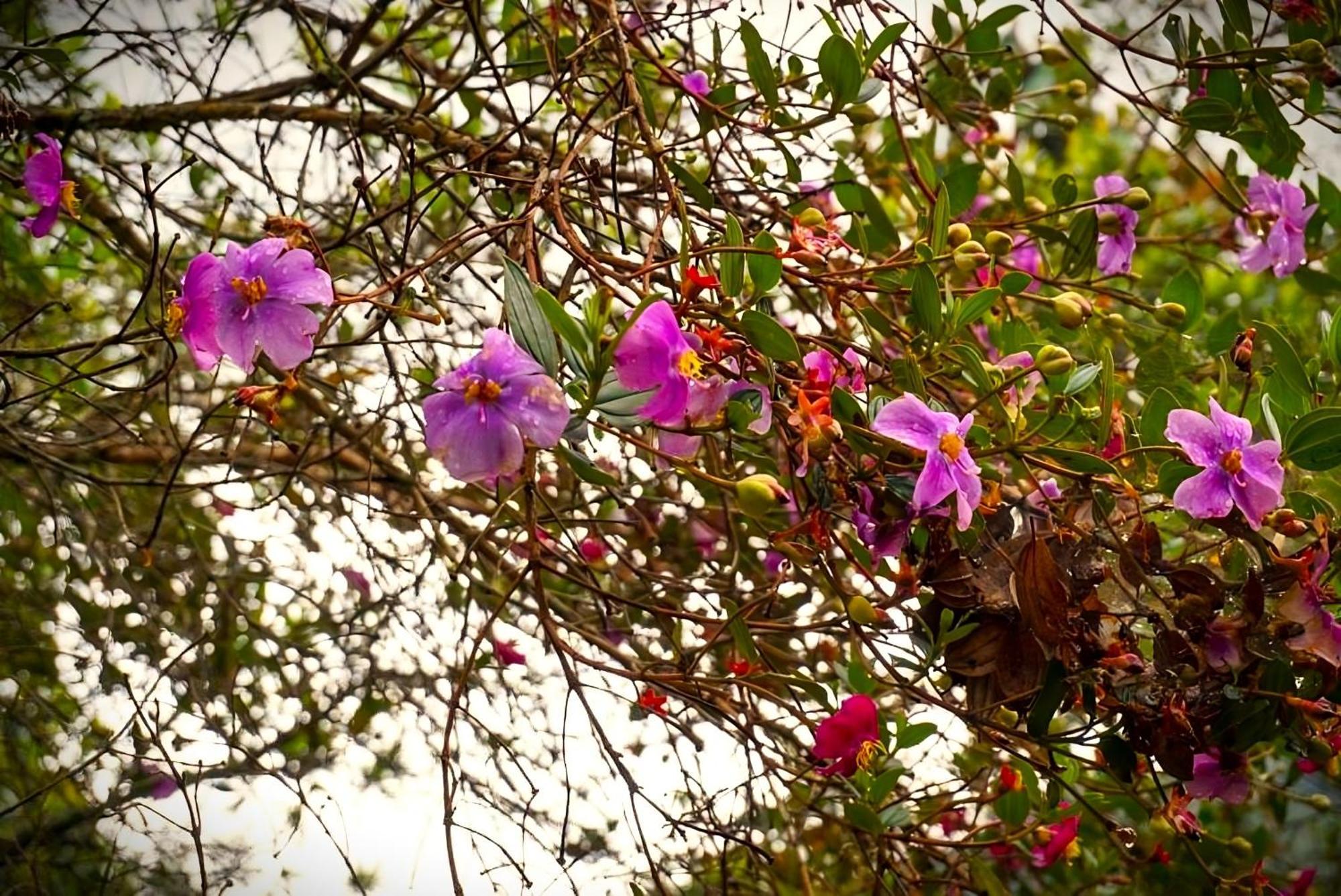 סנטה אלנה Encanto Minicasitas En Medio De La Naturaleza מראה חיצוני תמונה